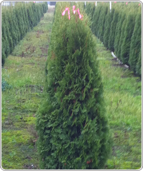 Cedar hedging tree Cedar hedging tree
