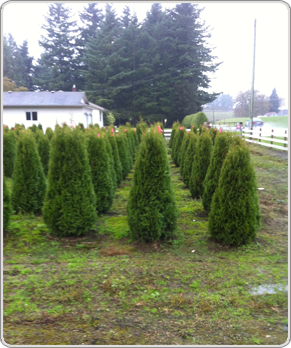 Cedar hedging tree Cedar hedging tree